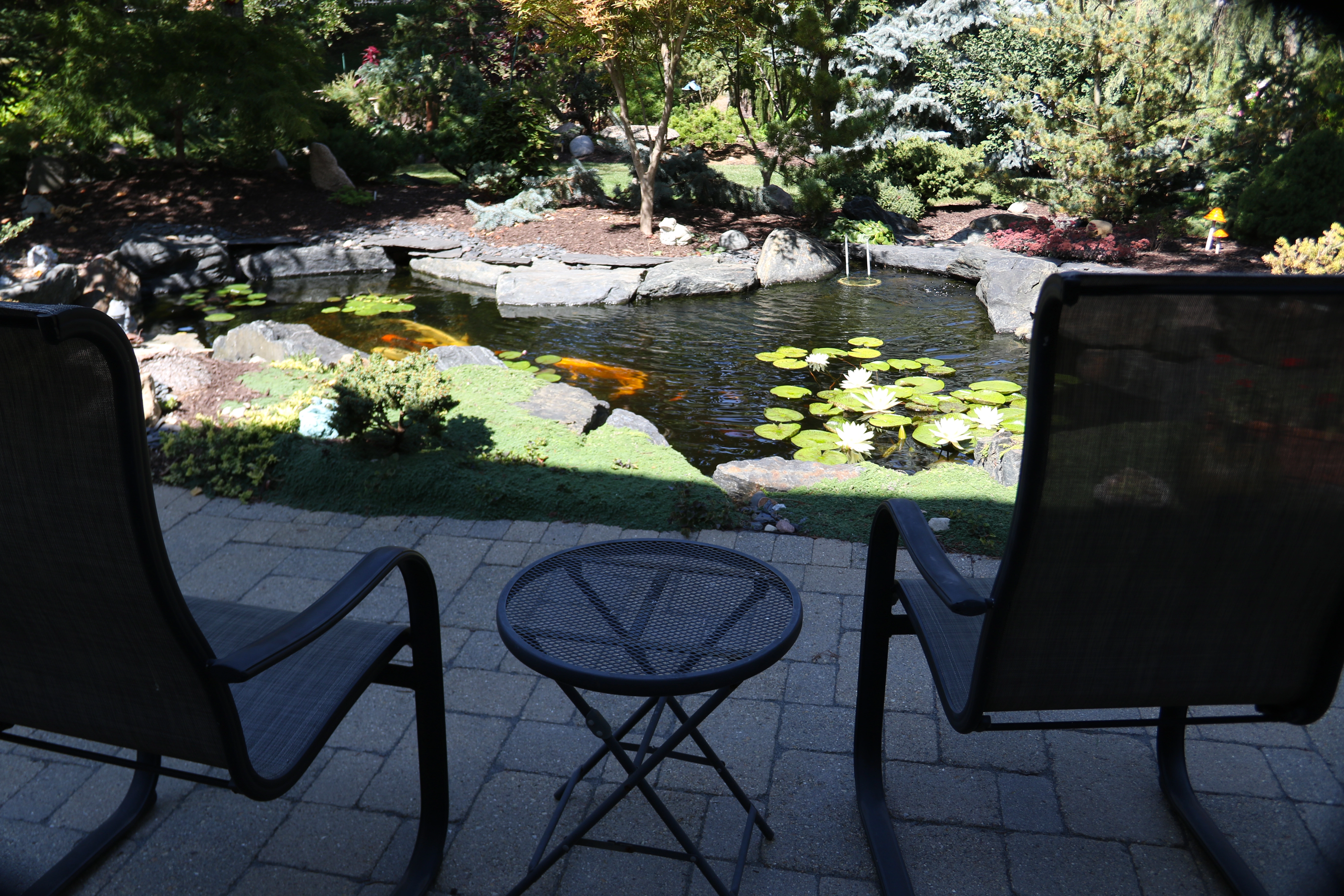 Mature landscape with integrated ecosystem pond and outdoor lifestyle atmosphere