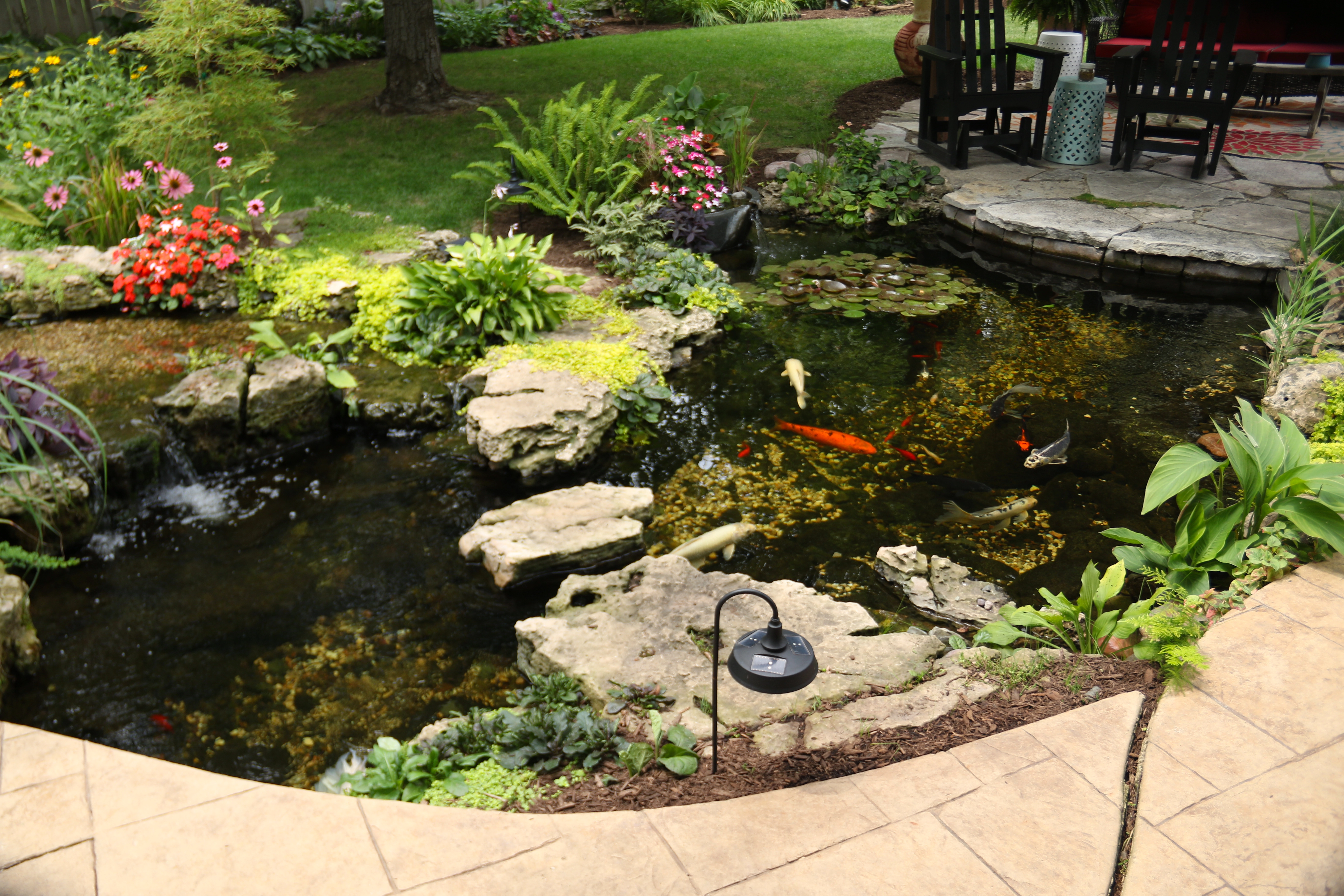 Ecosystem pond integrated beside an existing backyard patio