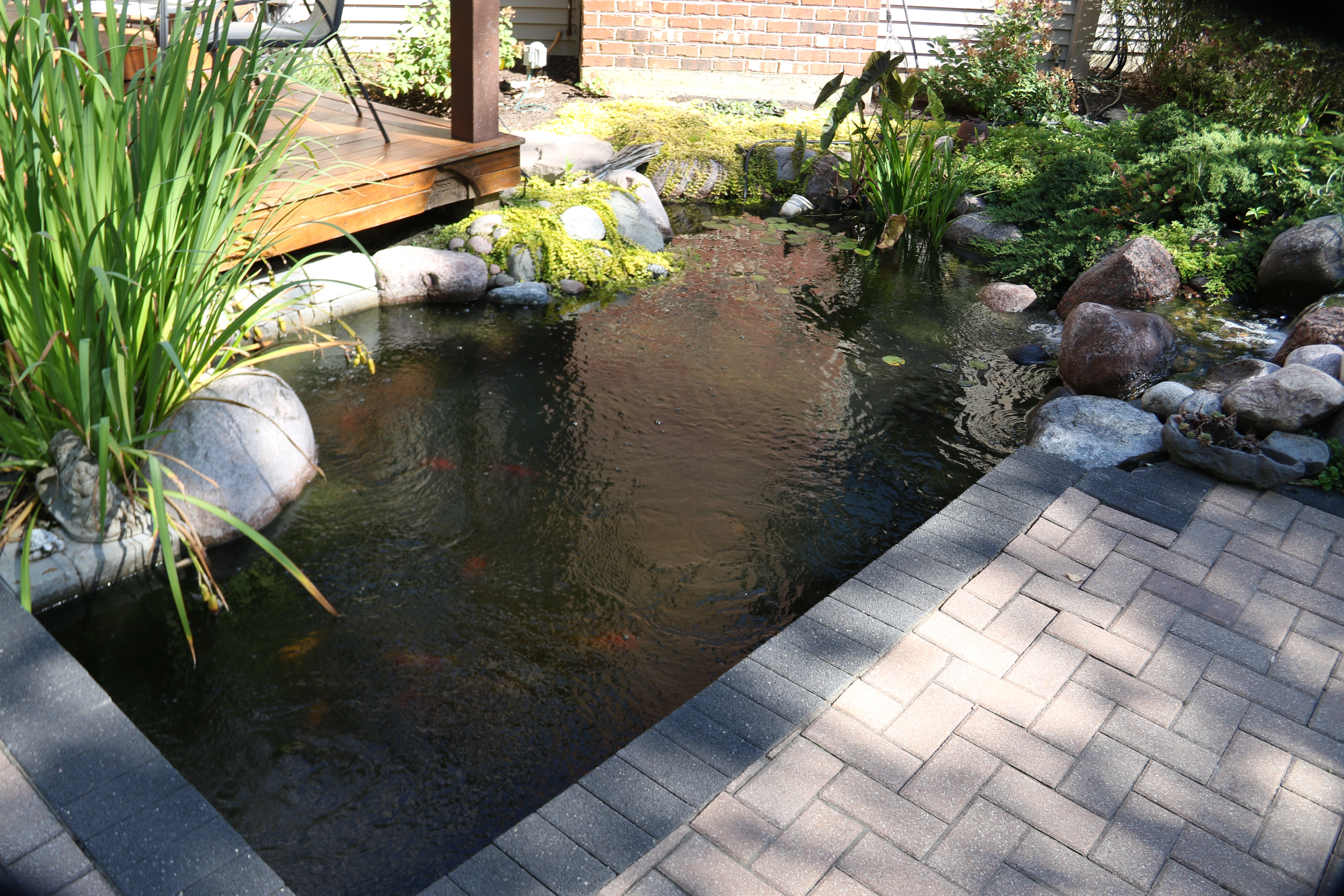 Small ecosystem pond integrated beside a backyard patio