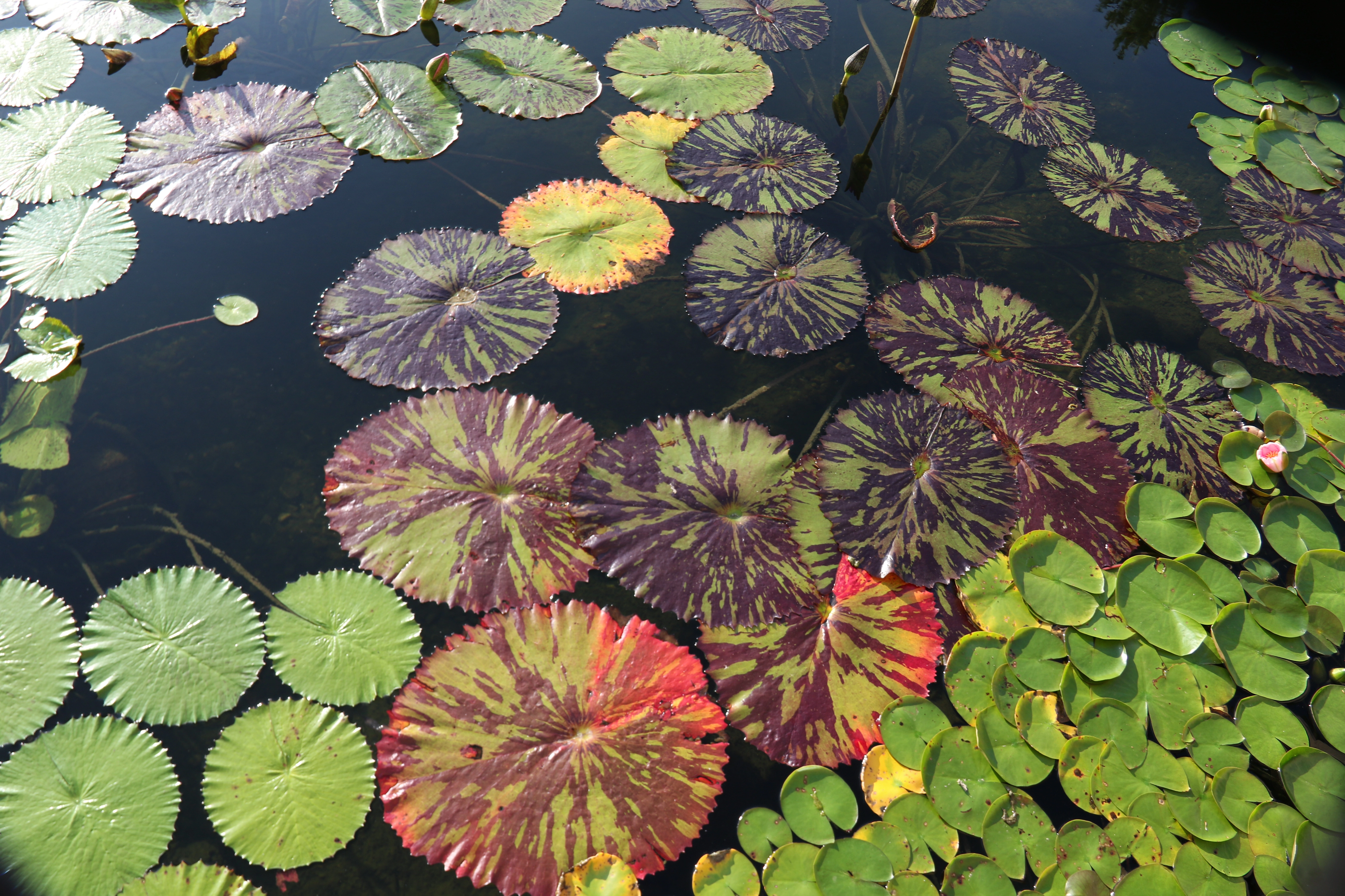 Premium water lilies in a backyard pond in Cottage Grove Minnesota