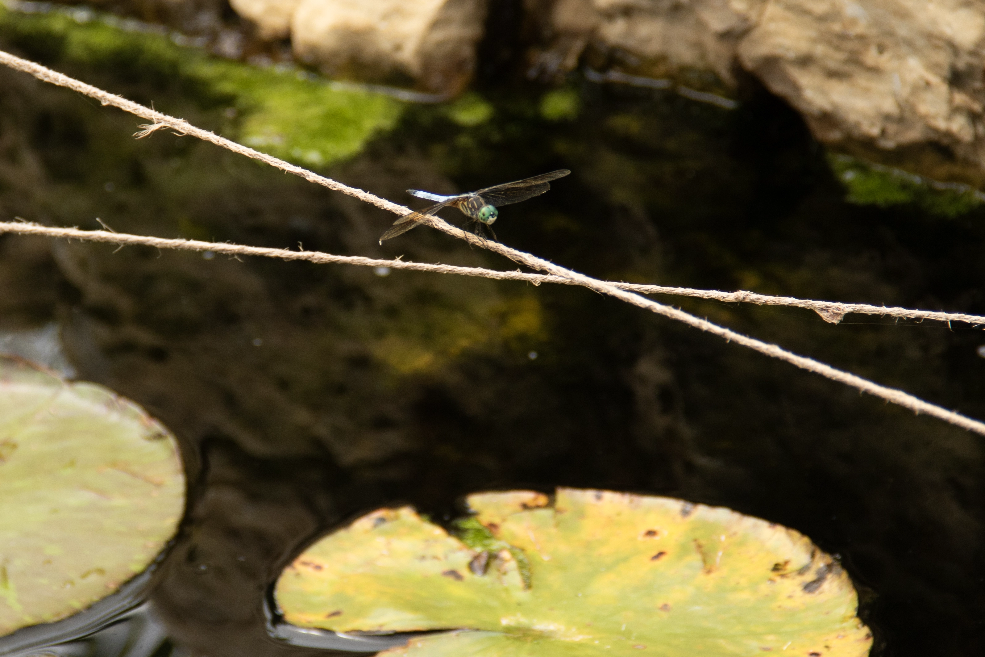 Dragonfly near a healthy ecosystem pond