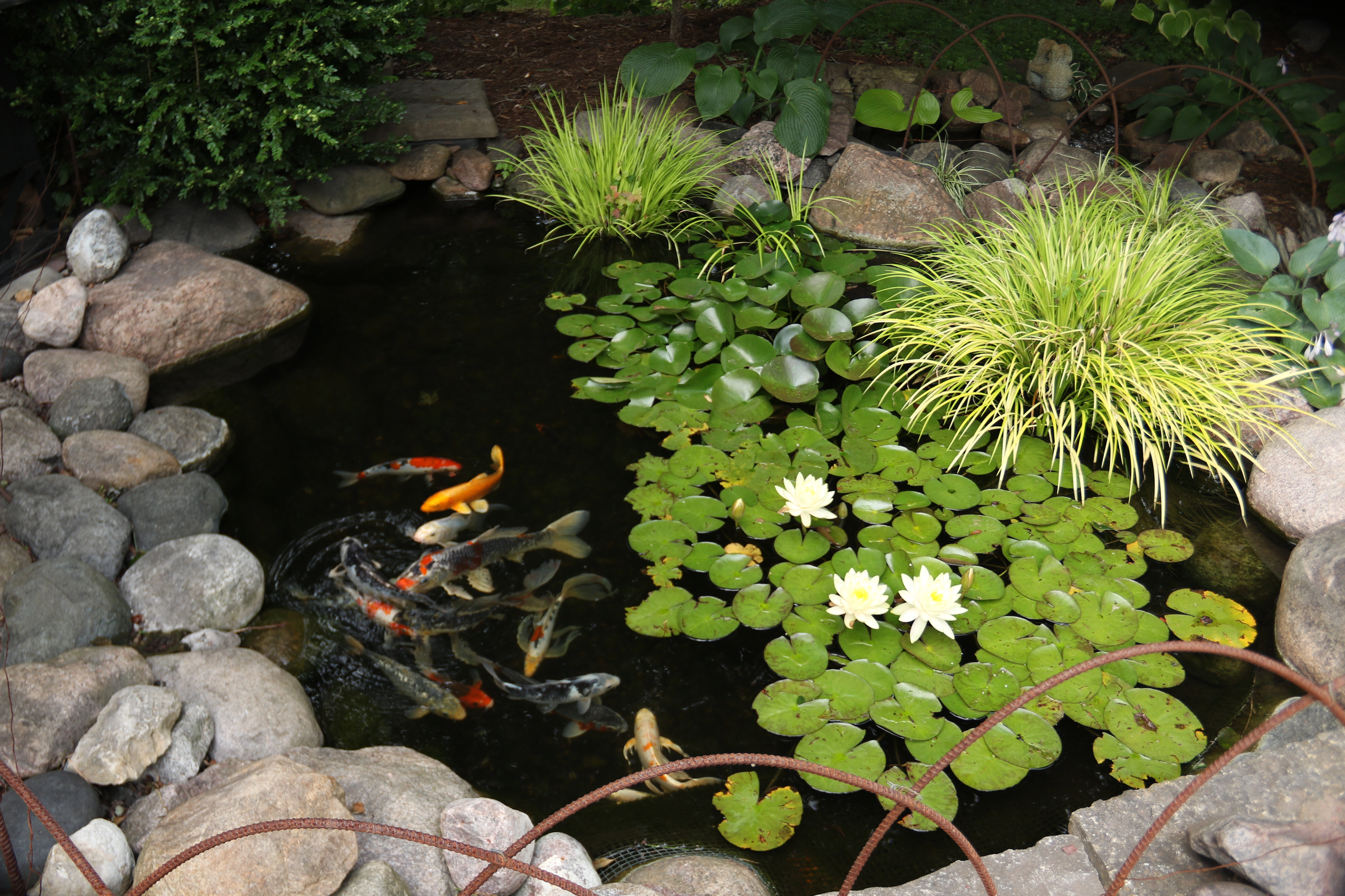 Healthy ecosystem pond with moving water, rock, plants, and natural filtration in Minnesota