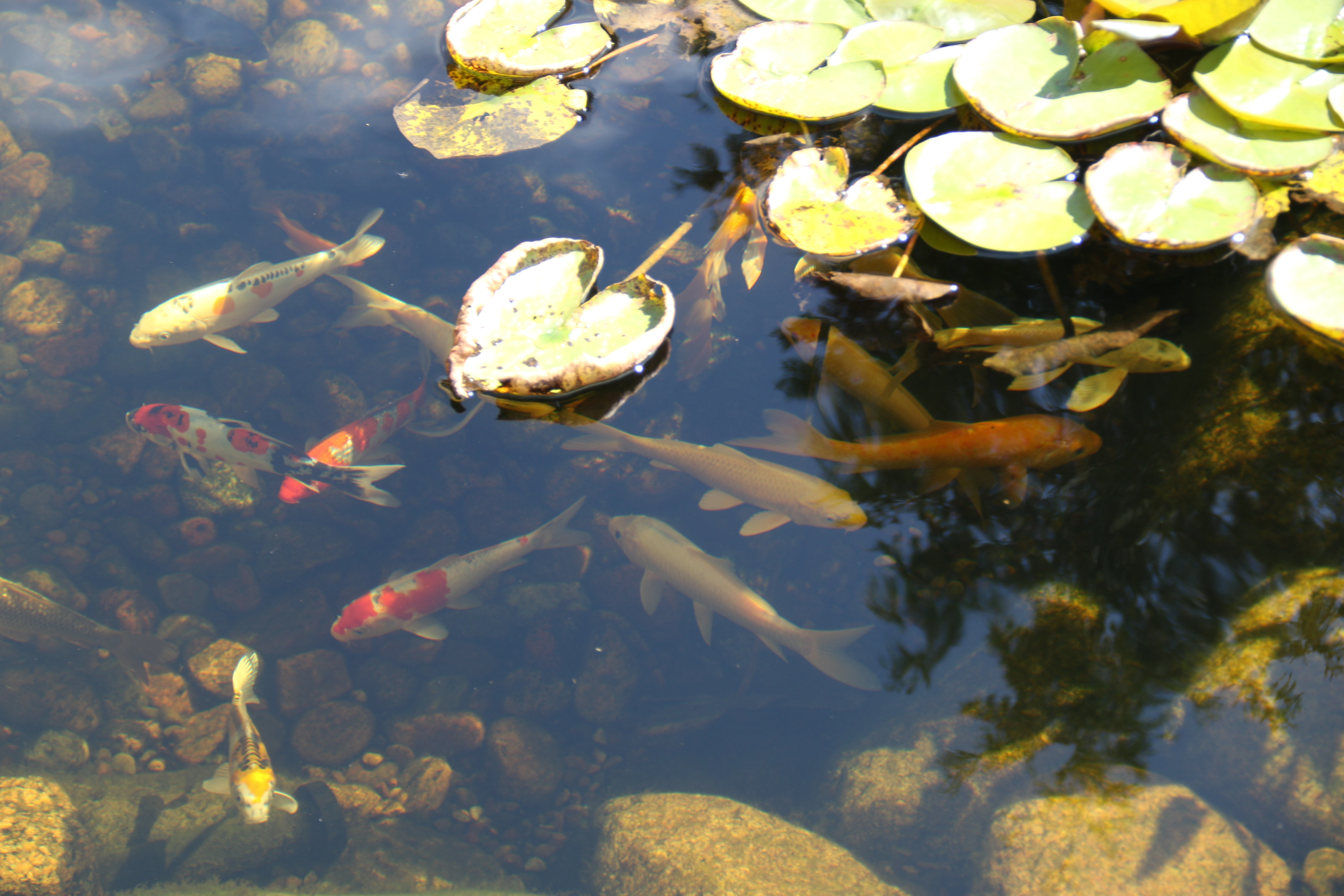 Koi fish swimming in a healthy ecosystem pond