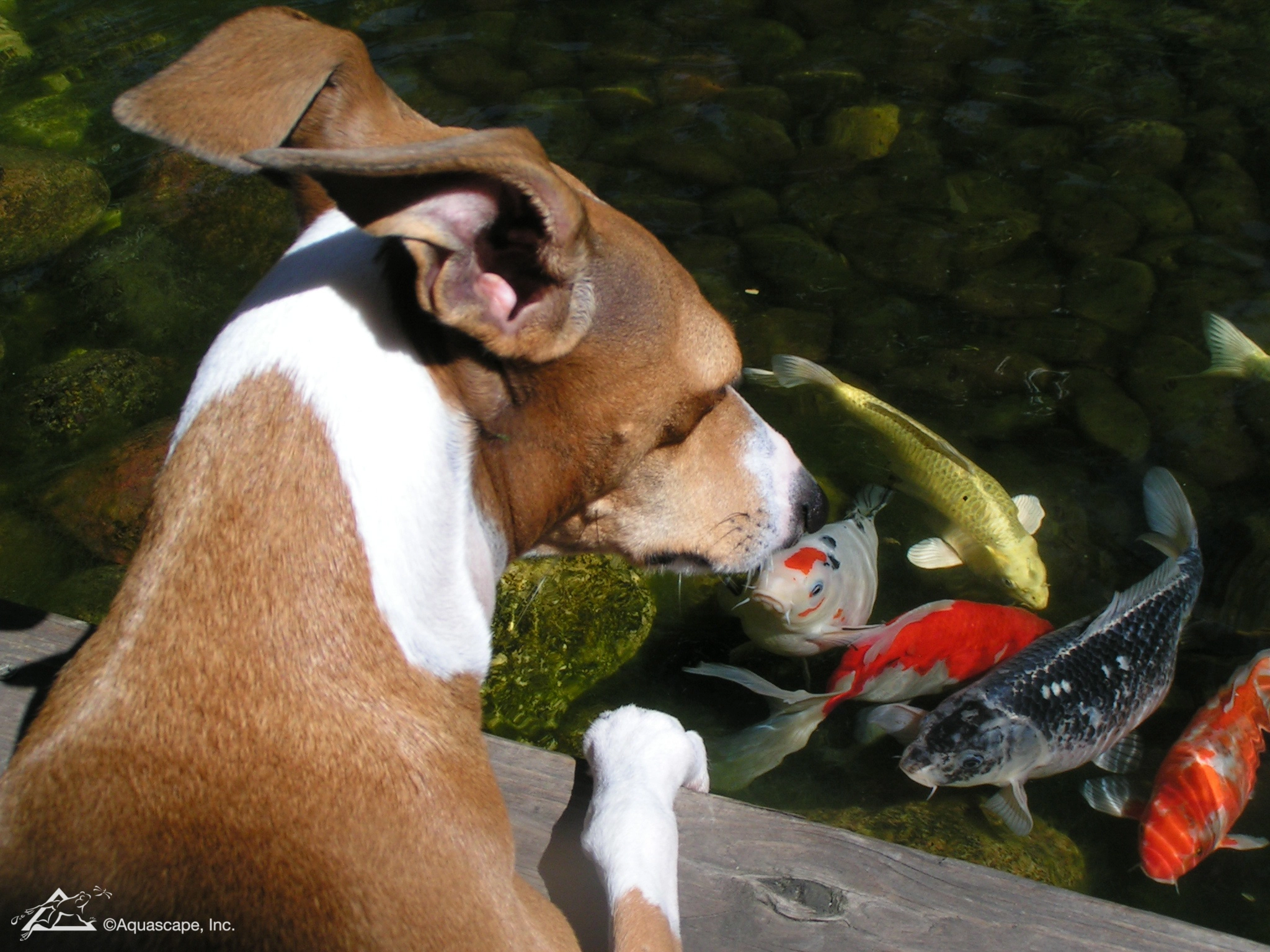 Dog looking at koi in an Edina Minnesota pond