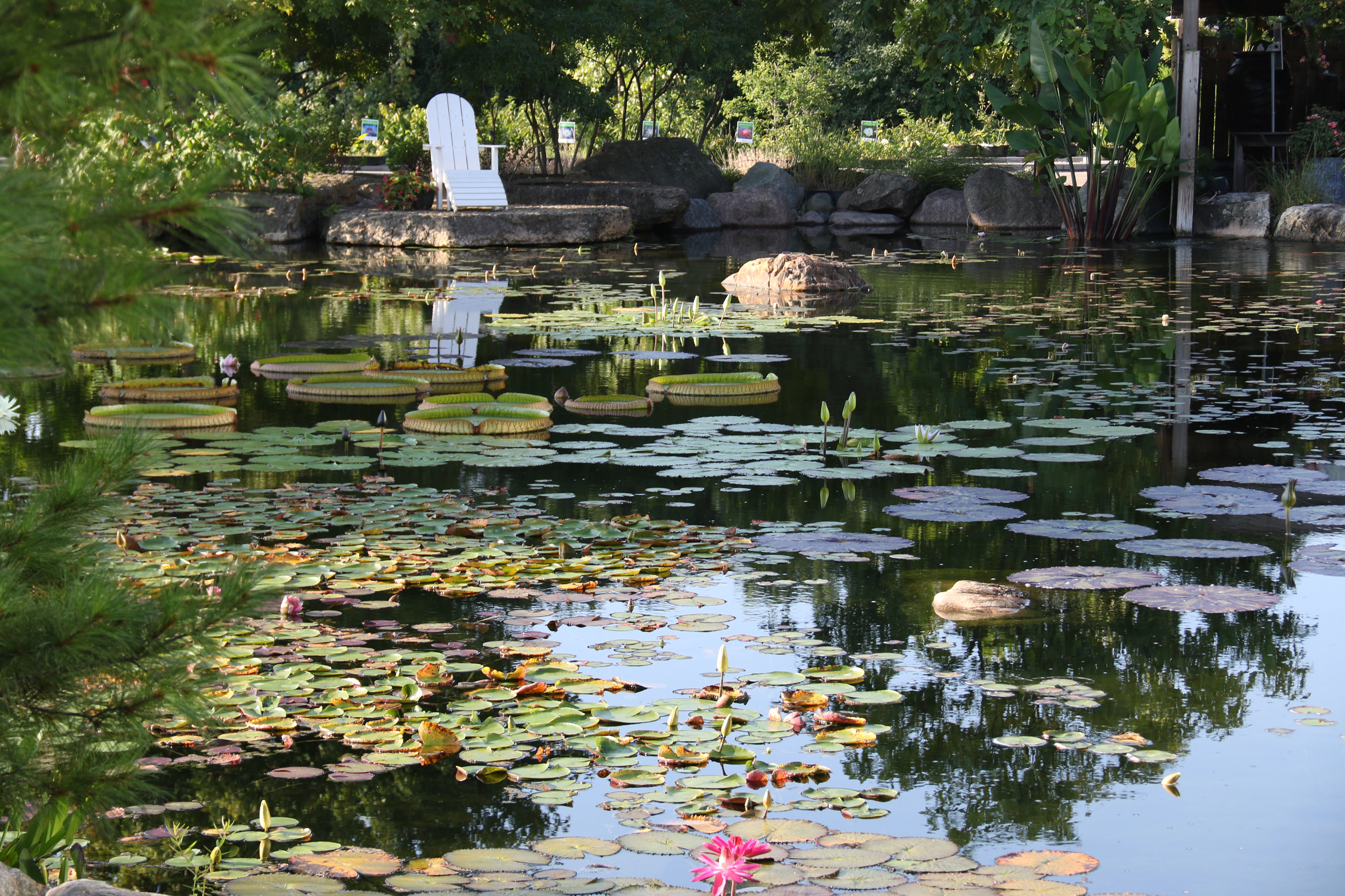 Ecosystem pond reflections in Edina Minnesota