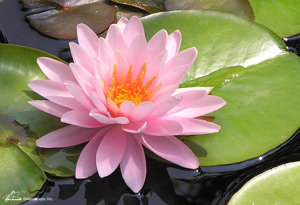 Pink water lily blooming on a pond in Hutchinson Minnesota