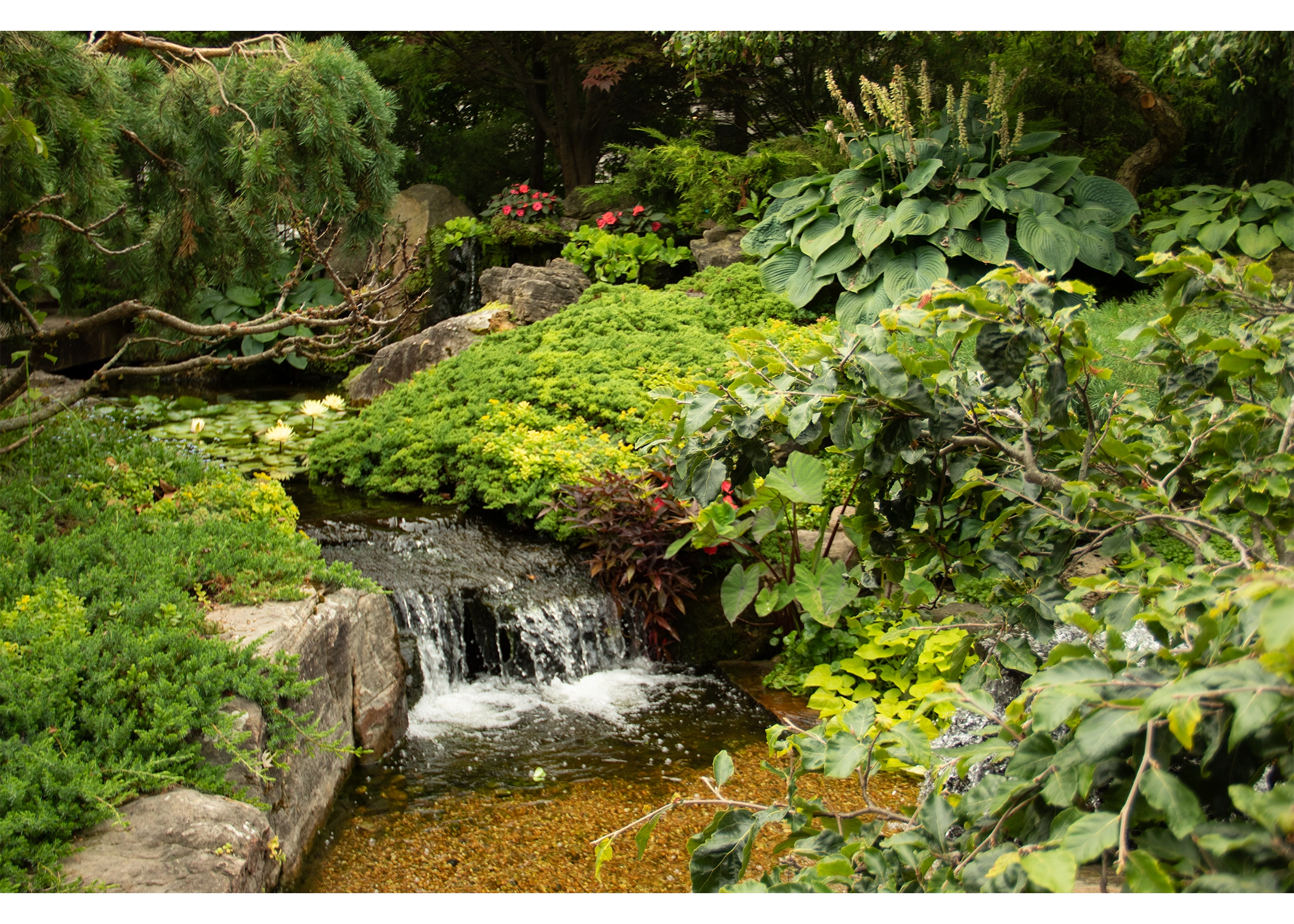 Natural backyard waterfall with lush landscaping in Inver Grove Heights Minnesota