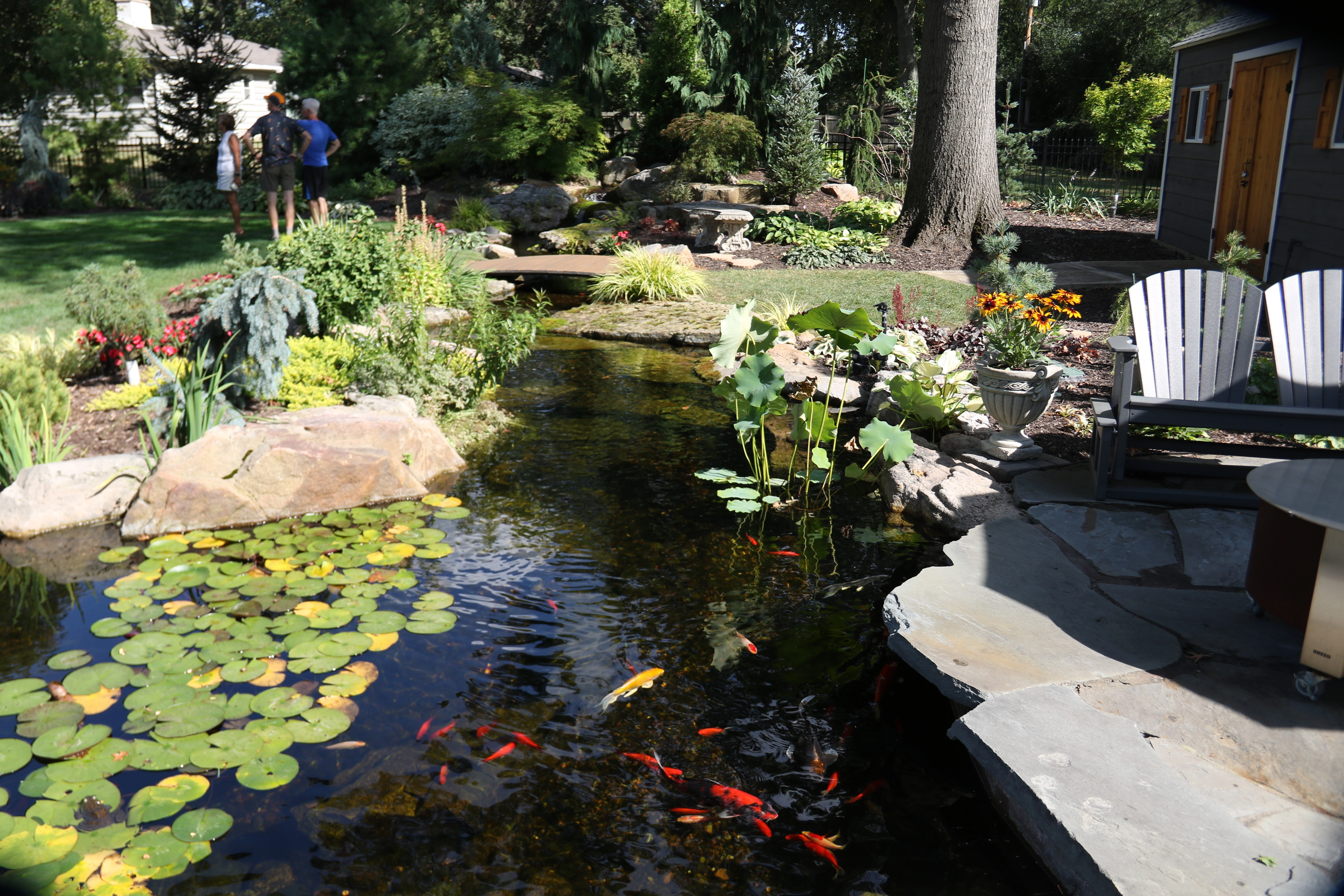 Backyard pond near patio with water lilies, aquatic plants, fish, and seating