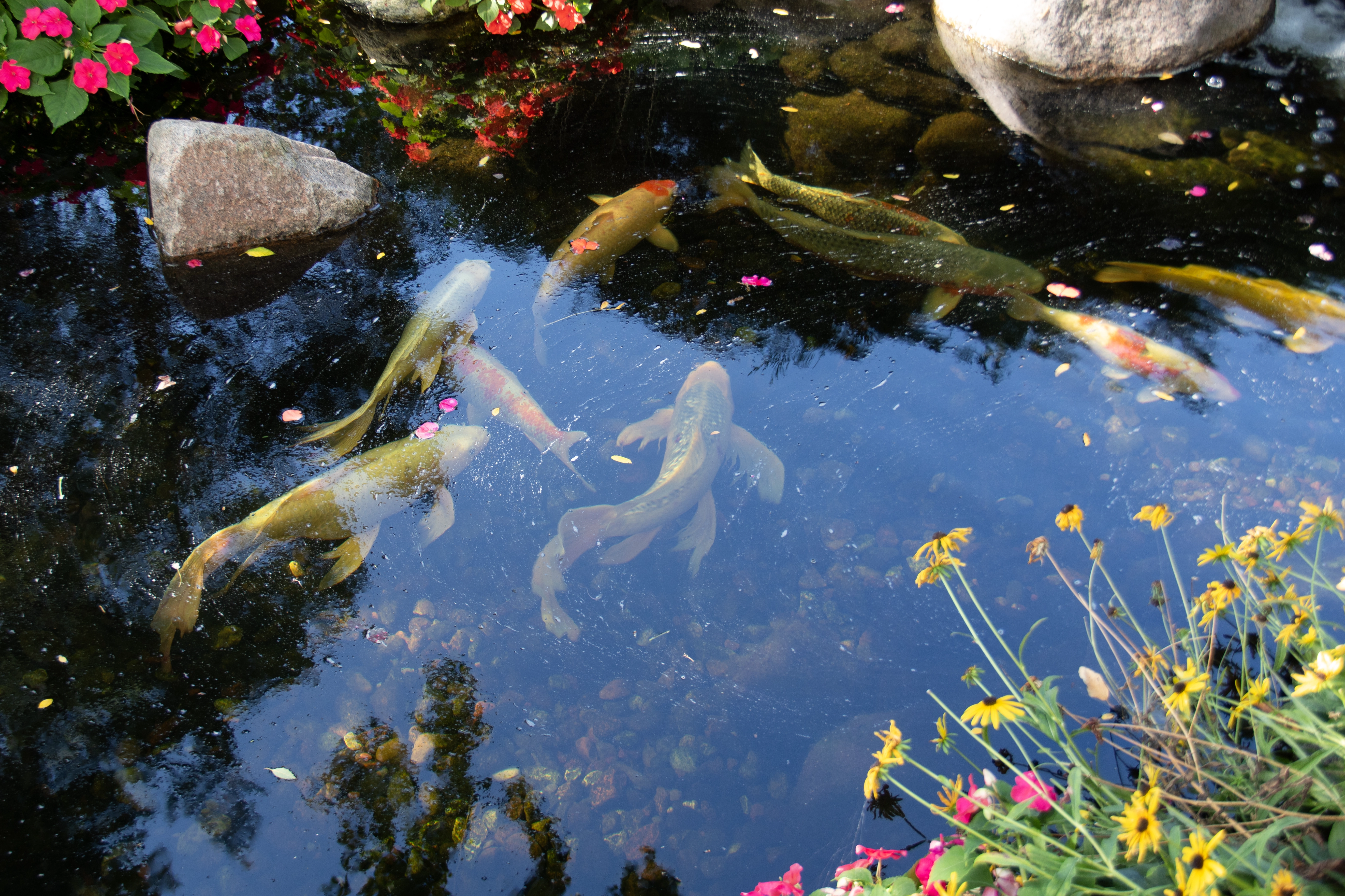 Ecosystem pond with waterfall serving the Mankato Minnesota area