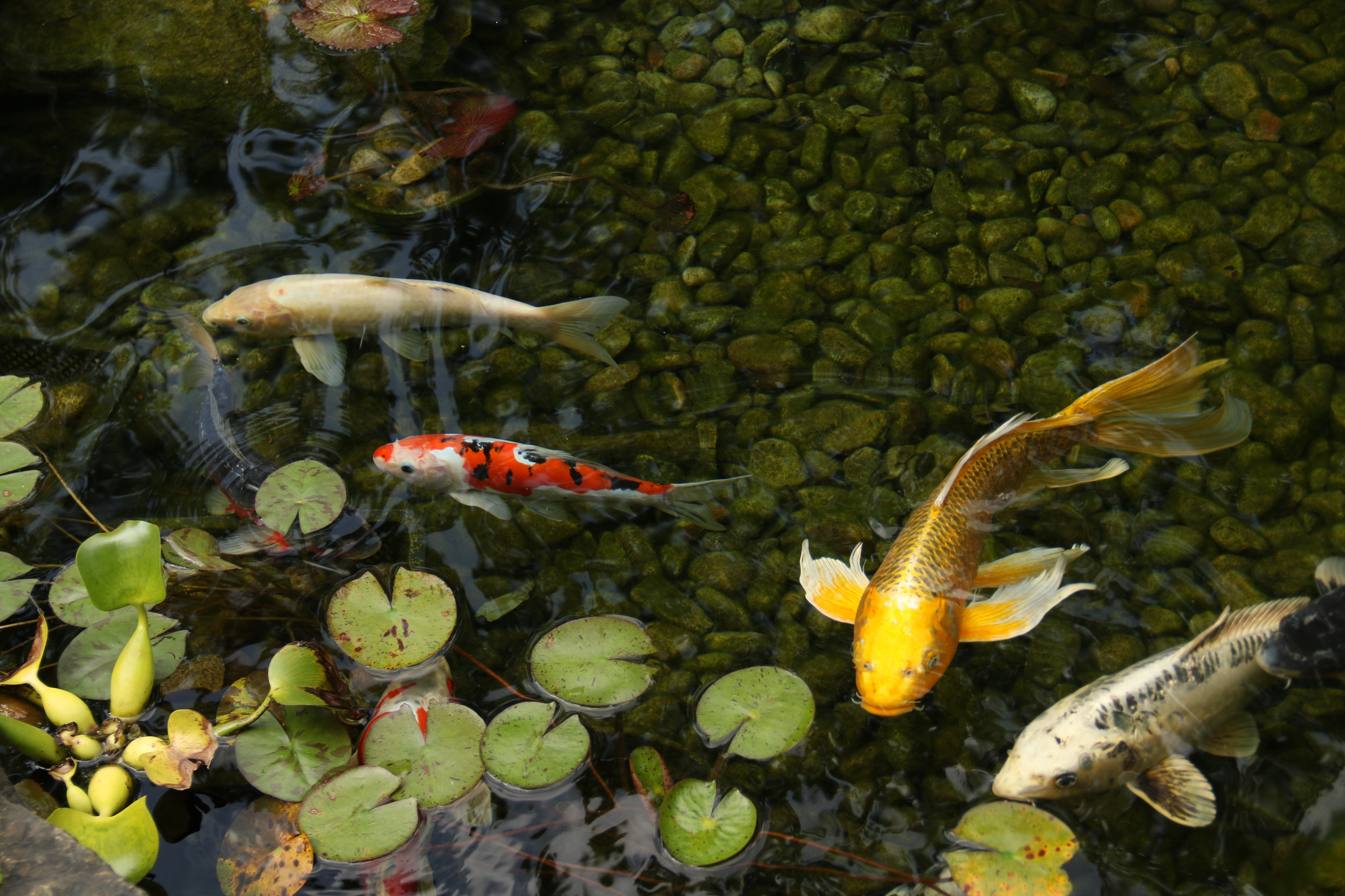 Crystal clear ecosystem pond with fish and aquatic plants in Mankato Minnesota