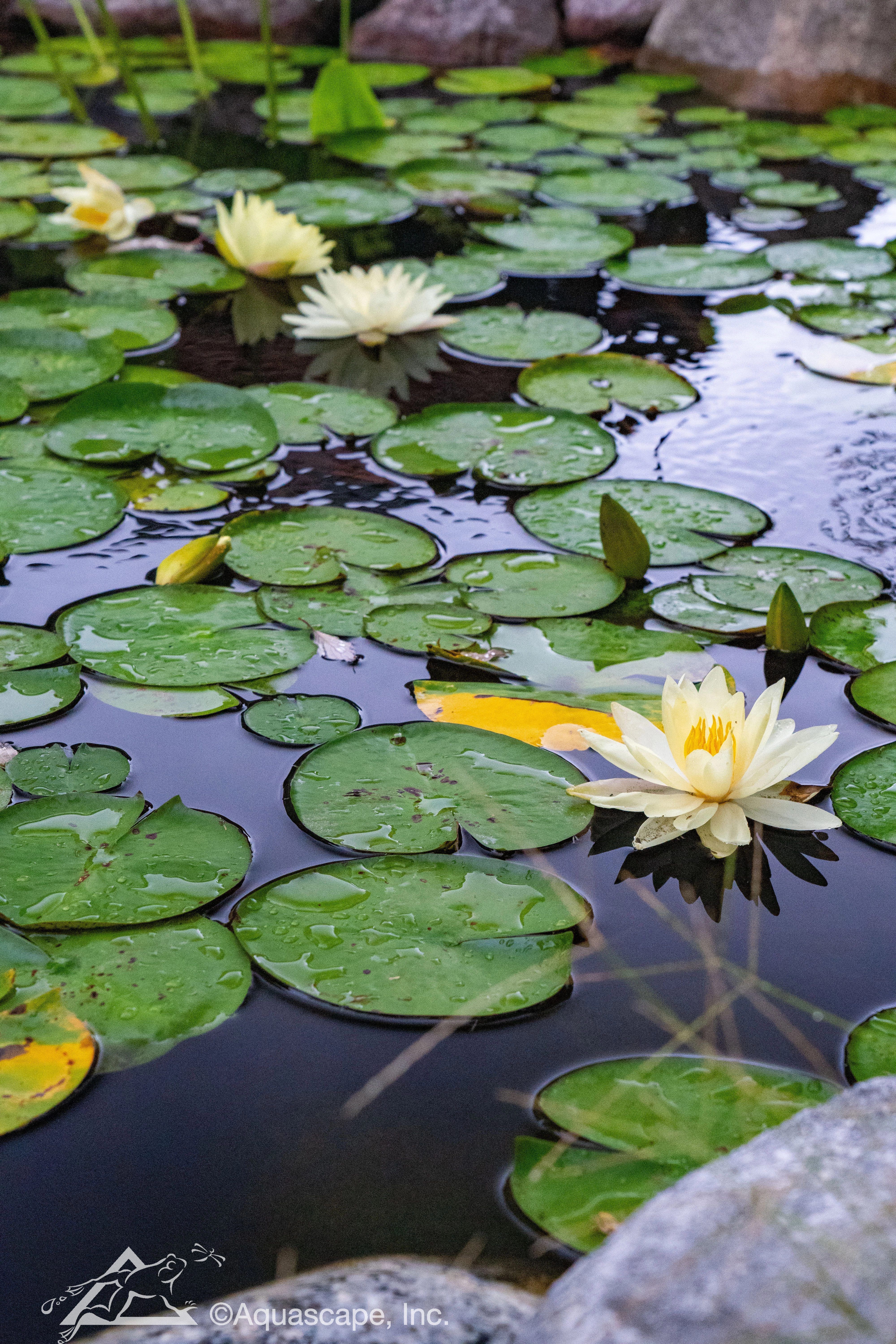 Water lilies blooming in a backyard pond in Savage Minnesota