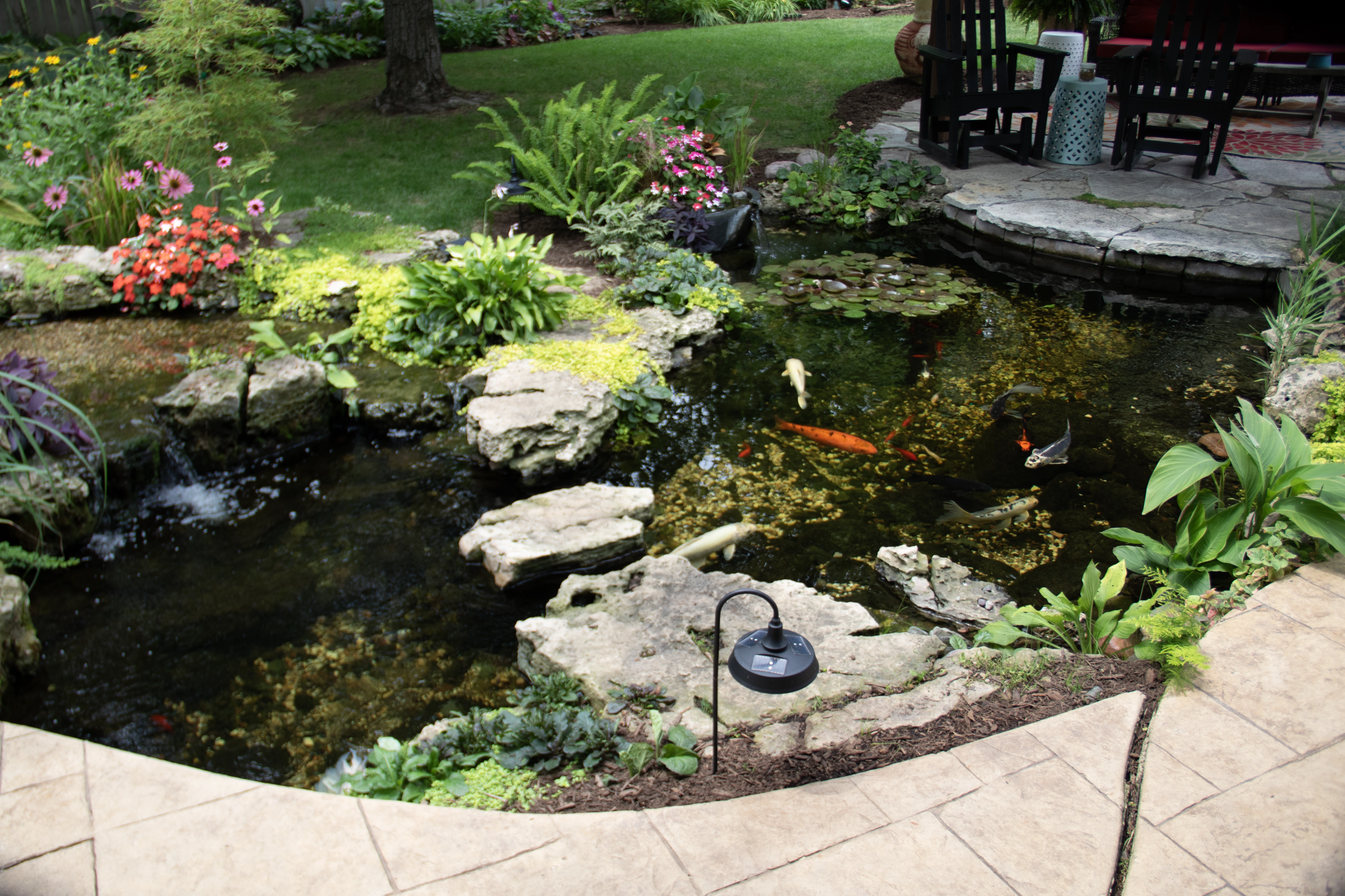 Custom ecosystem pond off of the patio