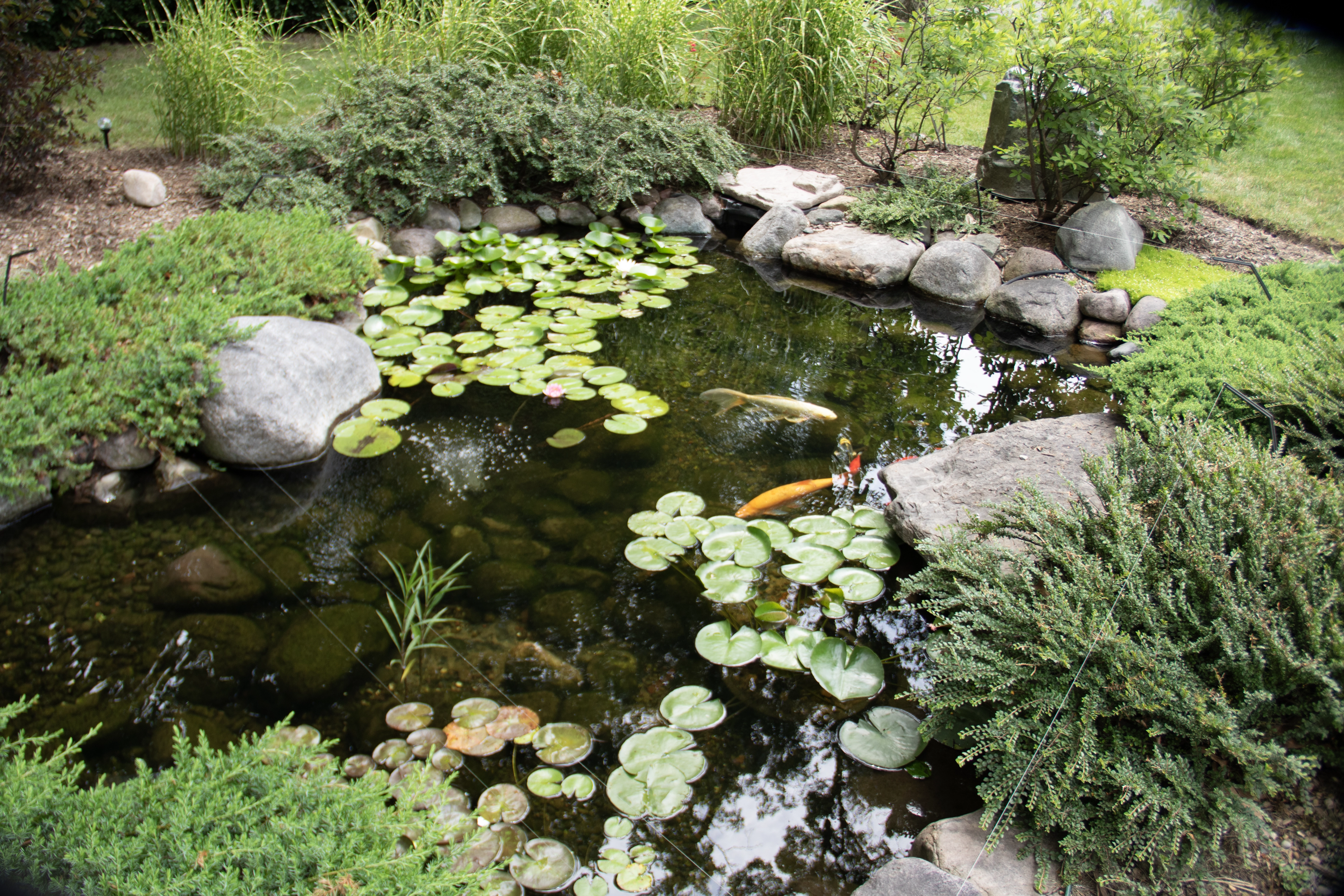 A backyard ecosystem pond seen on a pond tour