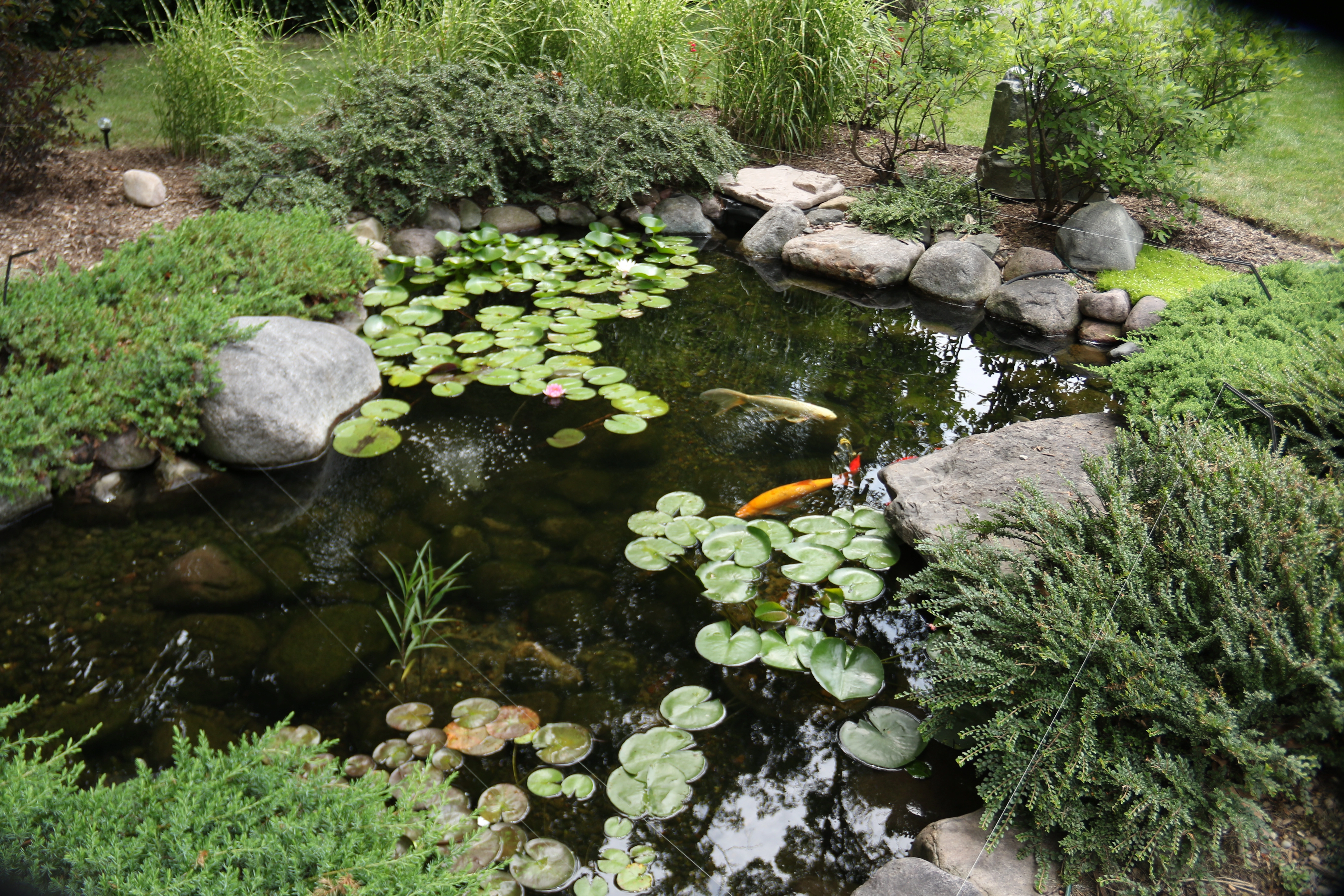 Medium-sized ecosystem pond with waterfalls and surrounding landscaping