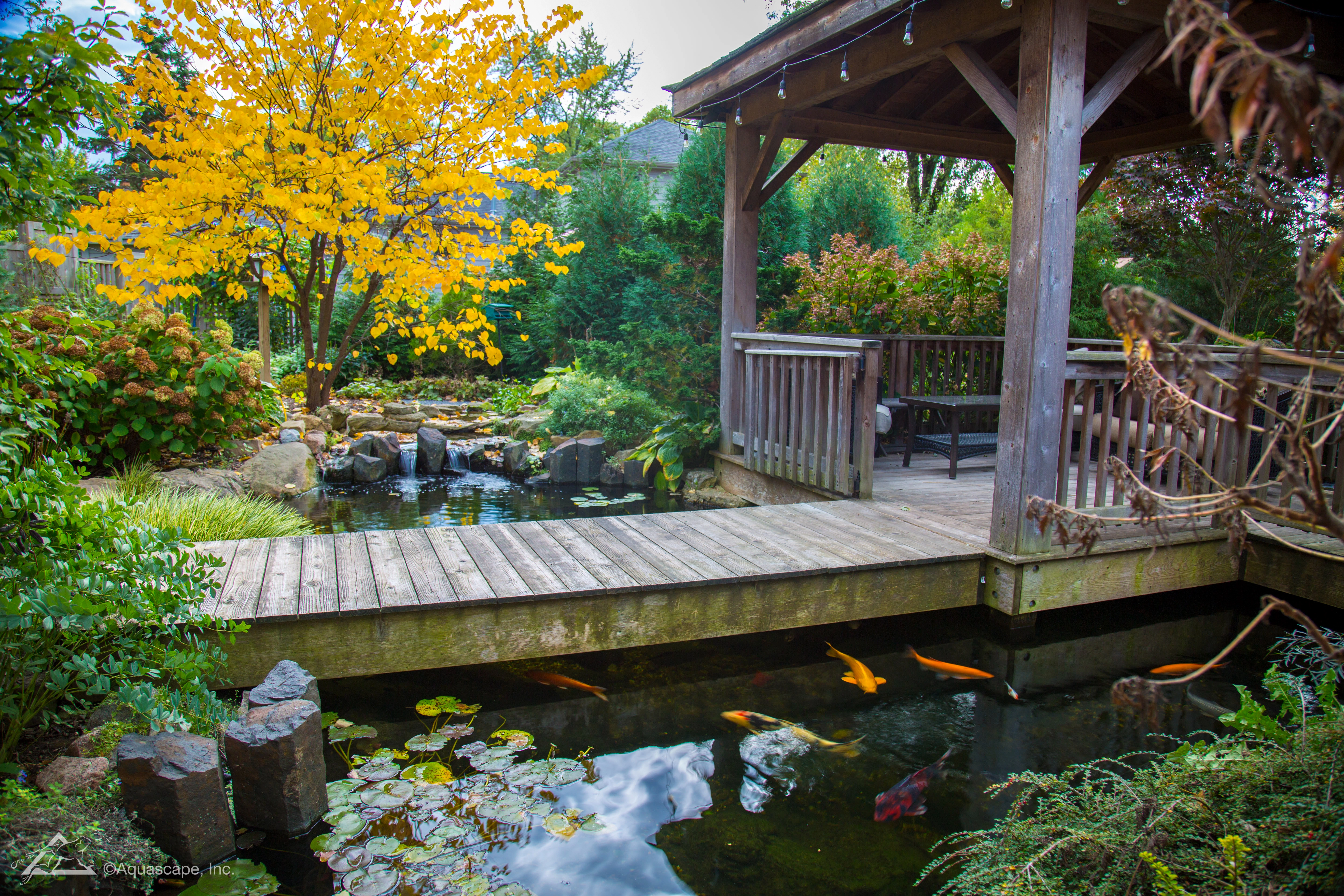 Ecosystem pond near a covered deck with koi, water lilies, and natural landscaping