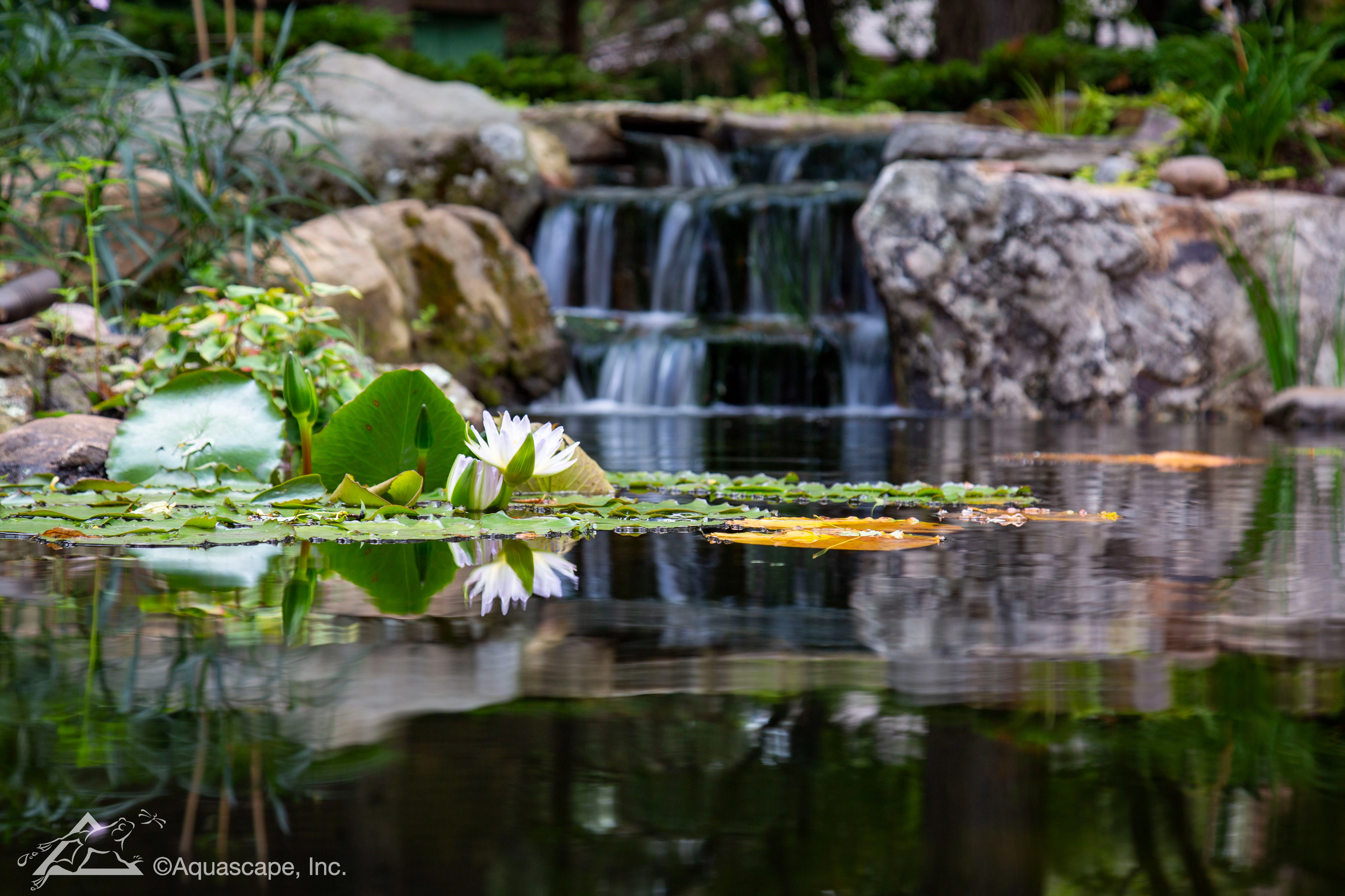 Ecosystem pond with waterfalls and blooming water lilies